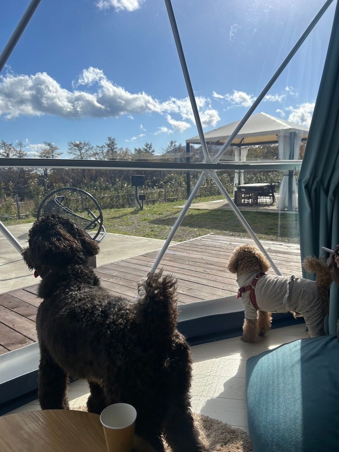 Una caseta para perros con vistas despejadas al exterior, una terraza de madera y un área de estar cubierta.