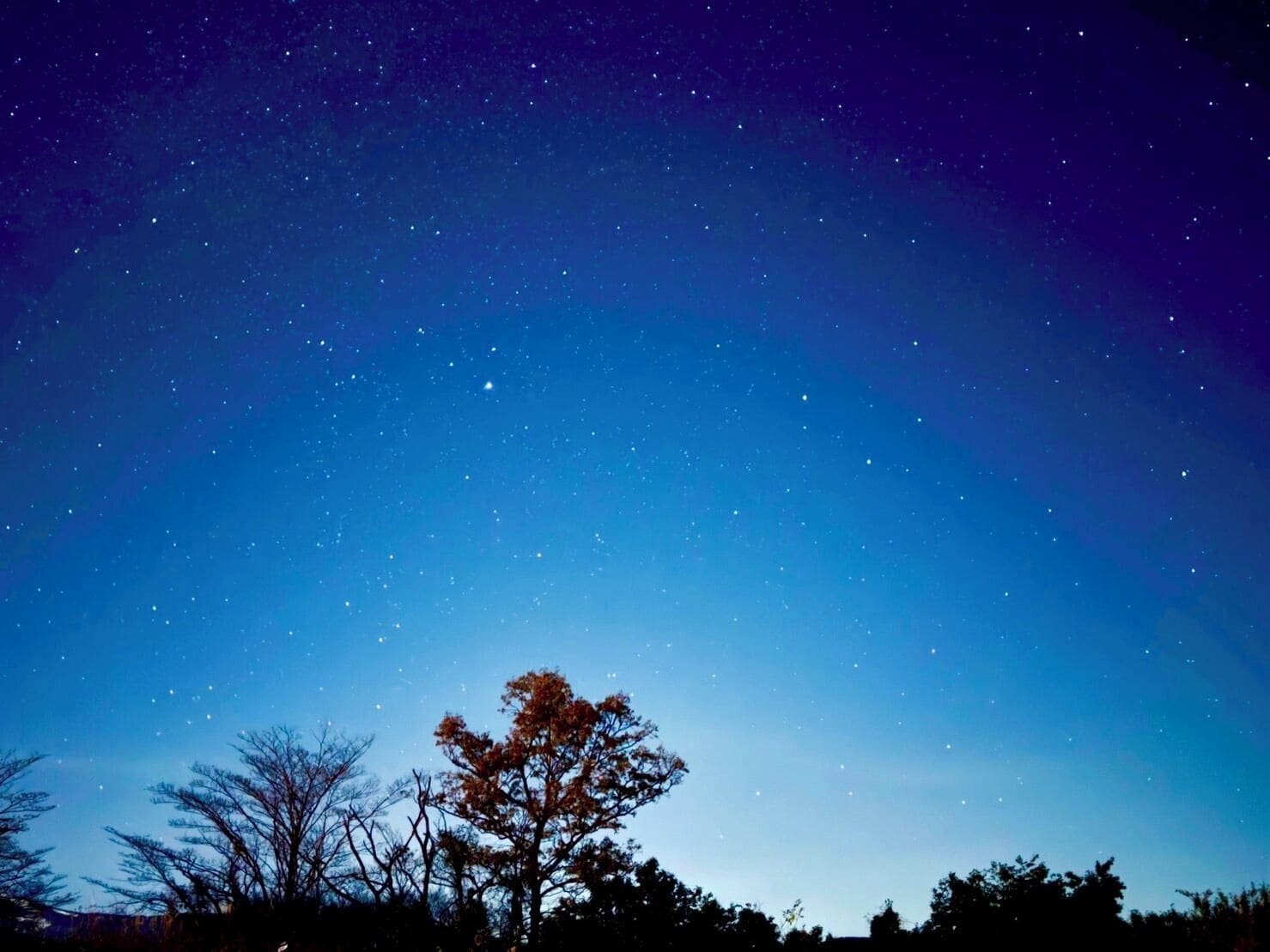 Cel nocturn ple d'estrelles, silueta d'un arbre i un horitzó clar.