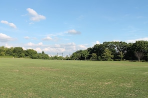 Un campo abierto y cubierto de hierba con árboles y un cielo despejado.