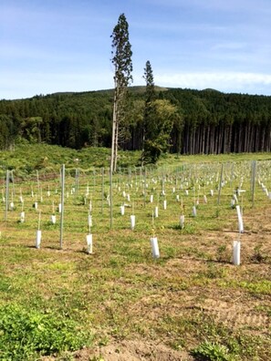 Miscellaneous - Kaminokuni Winery (Kaminokuni)