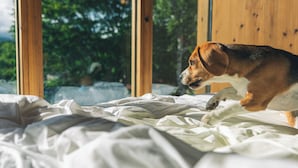 Ein Hund liegt auf einem Bett mit Blick auf Bäume durch große Fenster.