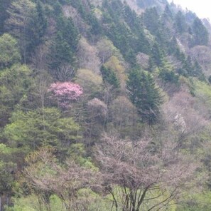 Miscellaneous - Shimukappu Yunosawa Onsen Mori no Shiki (Shimukappu)