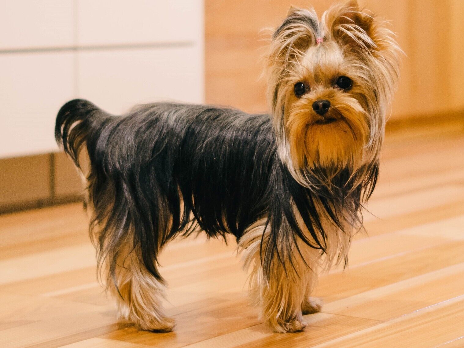 Pet-friendly
