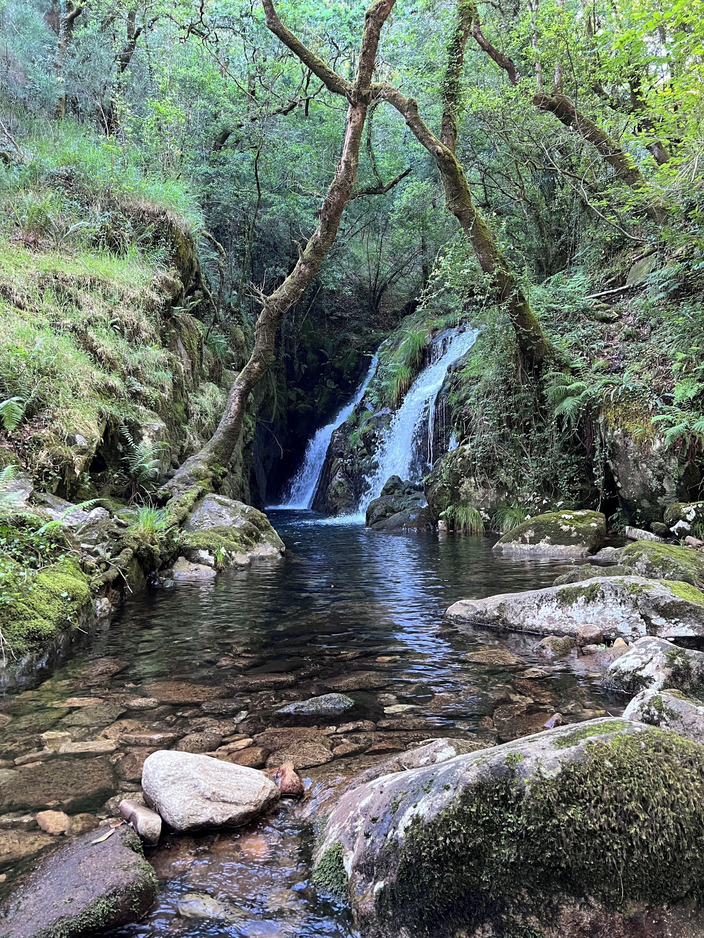 A forested area with a clear stream and a waterfall.