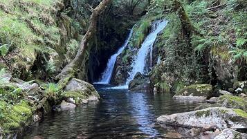 A forested area with a clear stream and a waterfall.