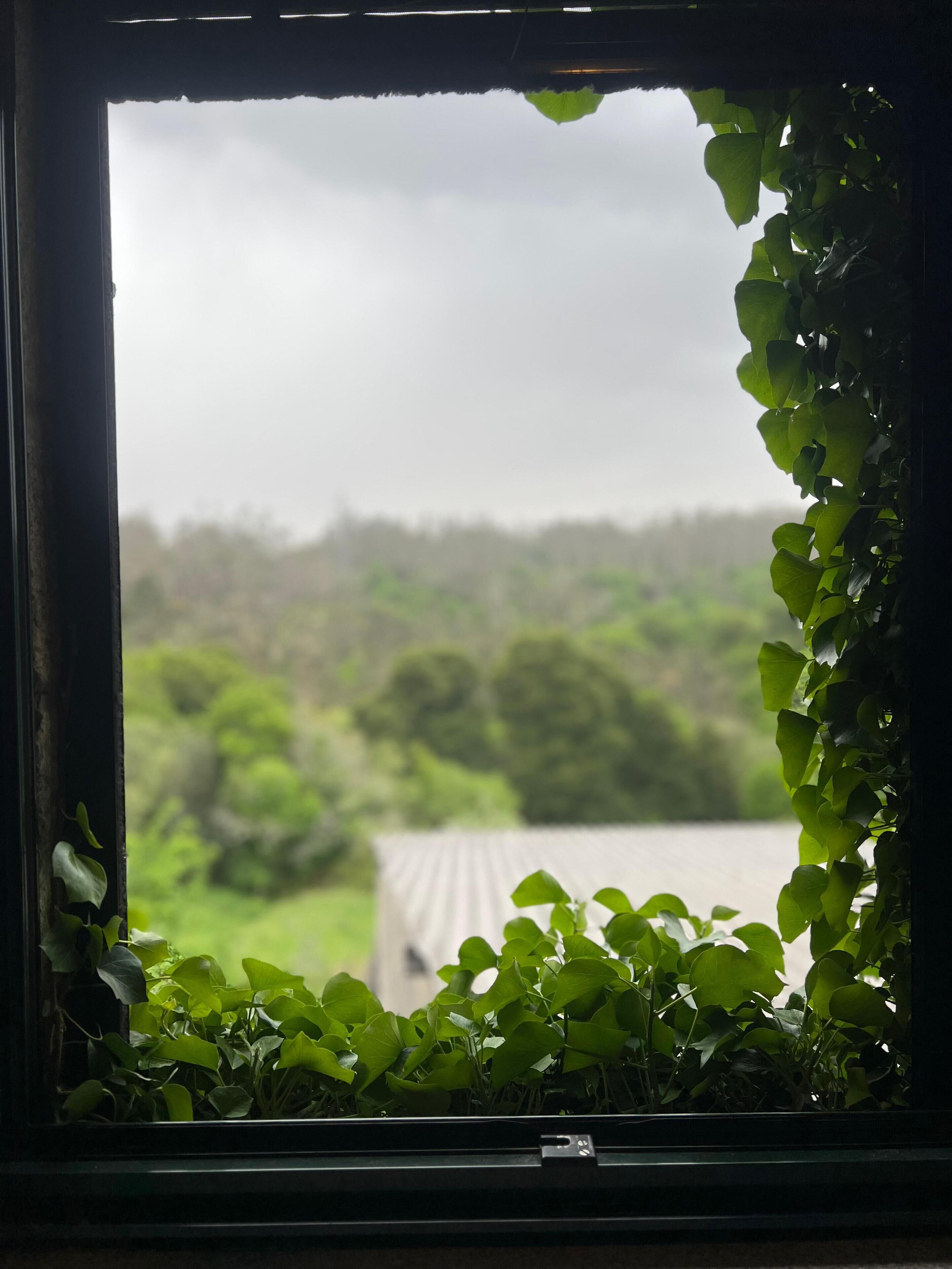 Una ventana que ofrece vistas a un paisaje verde y un edificio.
