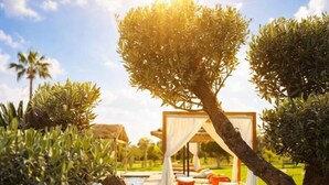 Ein Bett mit Baldachin, ein Pool und ein klarer Himmel.