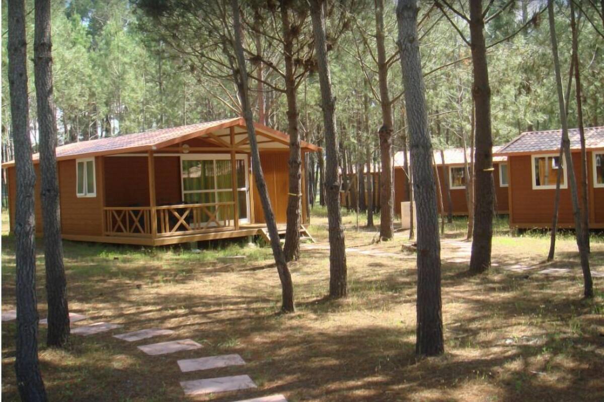 Une rangée de cabanes en bois dotées de grandes fenêtres, entourées d’arbres.