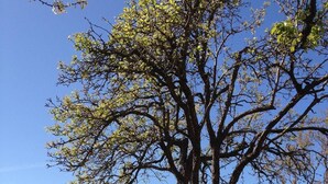 Un pique-nique sous un arbre, avec vue sur la mer.