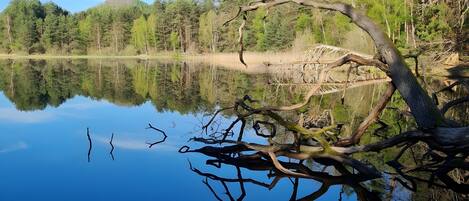 A calm lake with a reflection of trees and a fallen tree in the foreground.
