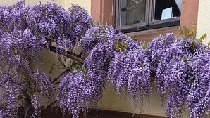 Eine Terrasse mit zwei Korbstühlen, einem kleinen Tisch und violetten Wisteria-Ranken.