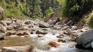 A river flowing through a forested area with rocks and trees.