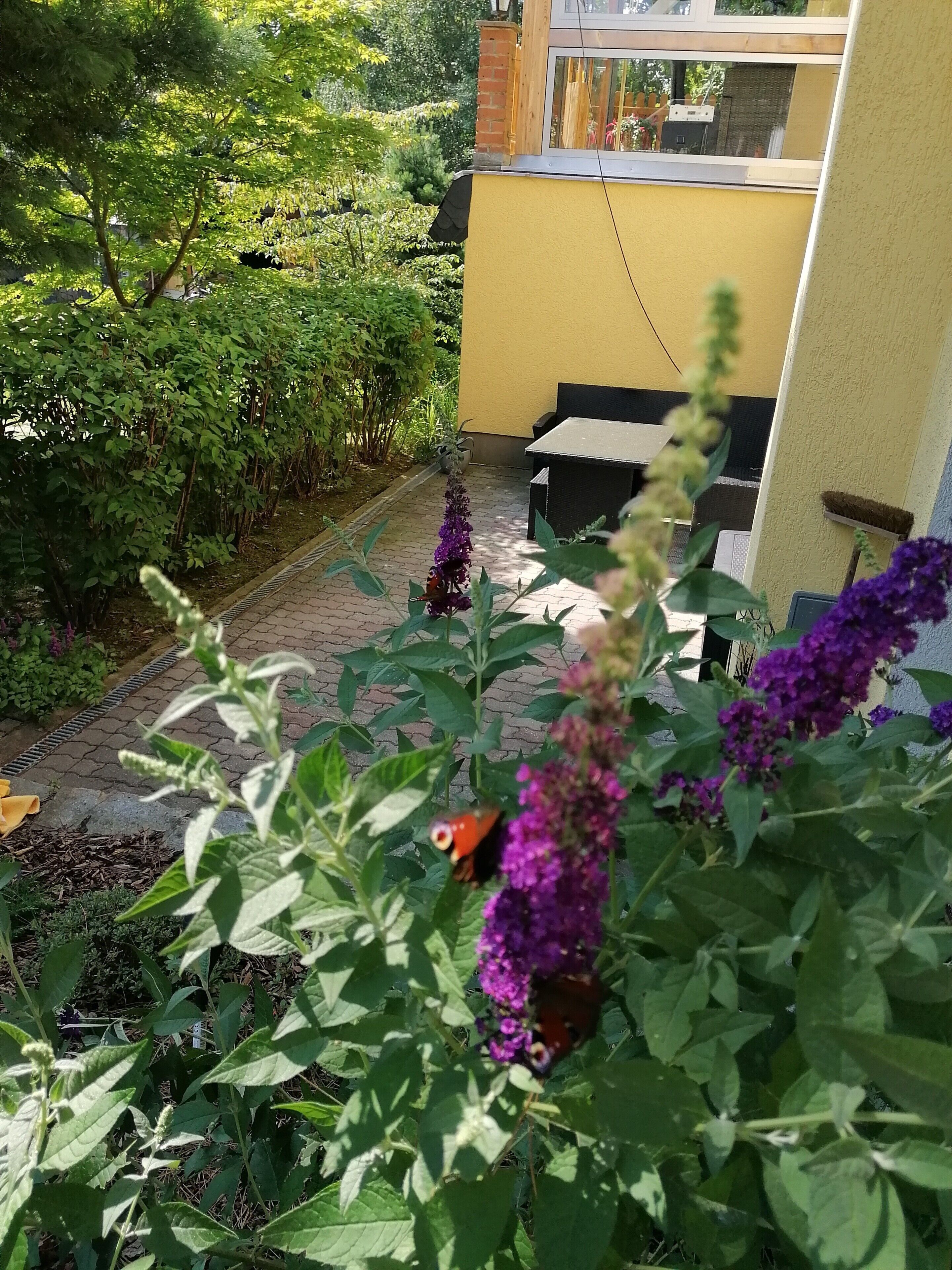 Un jardin avec un mur jaune, une table noire et diverses plantes.