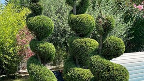 Un jardín bien cuidado, con setos topiarios ordenados y una piscina al fondo.