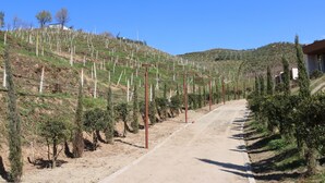 A dirt road leading through a vineyard with rows of trees and a hillside in the background.