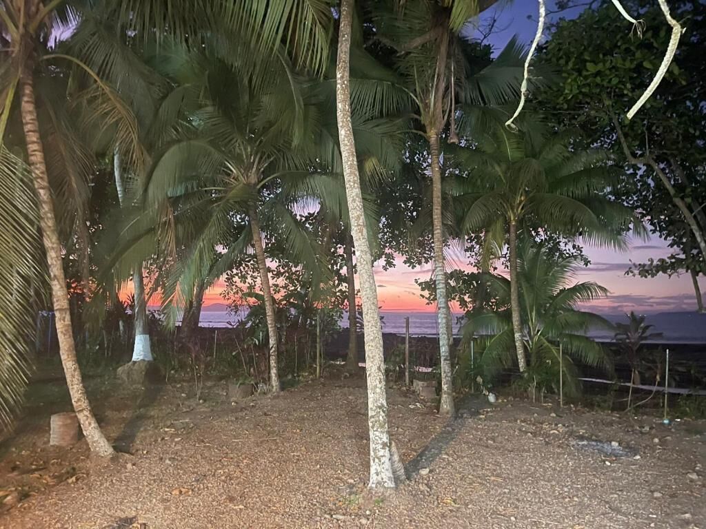 A natural landscape with palm trees and a sunset.