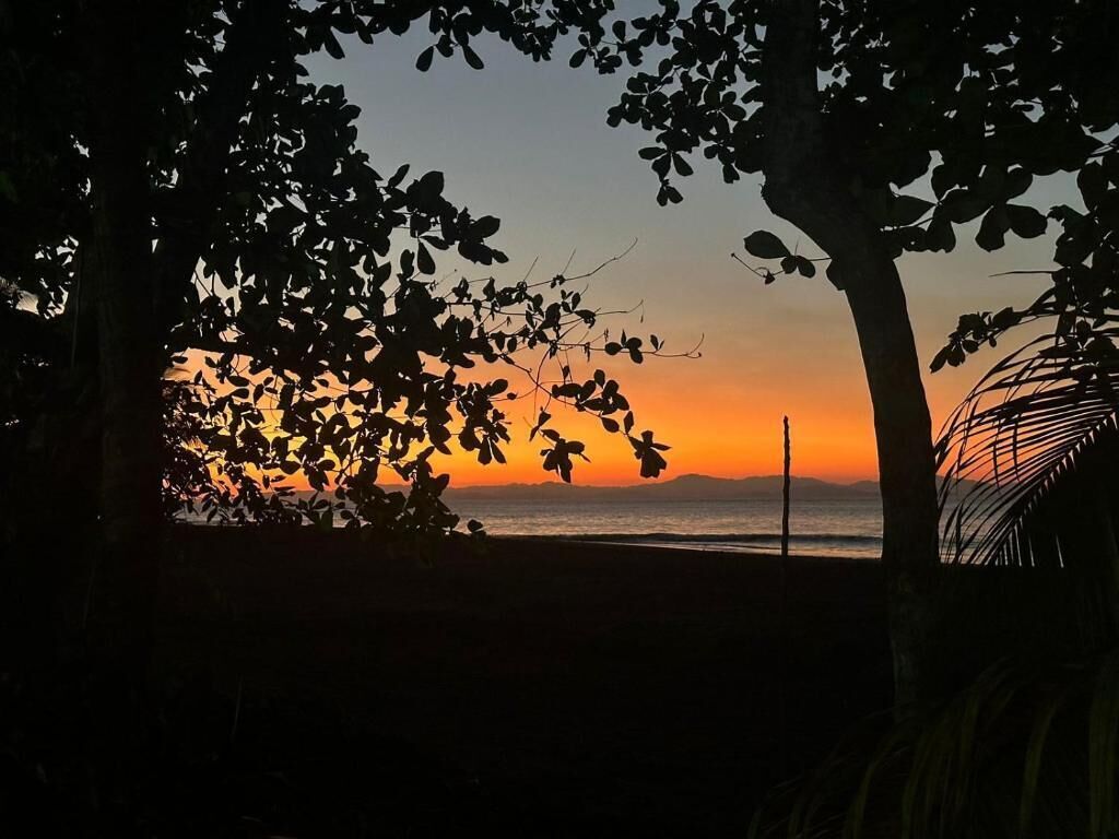 A sunset view through tree foliage, a beach, and a distant horizon.
