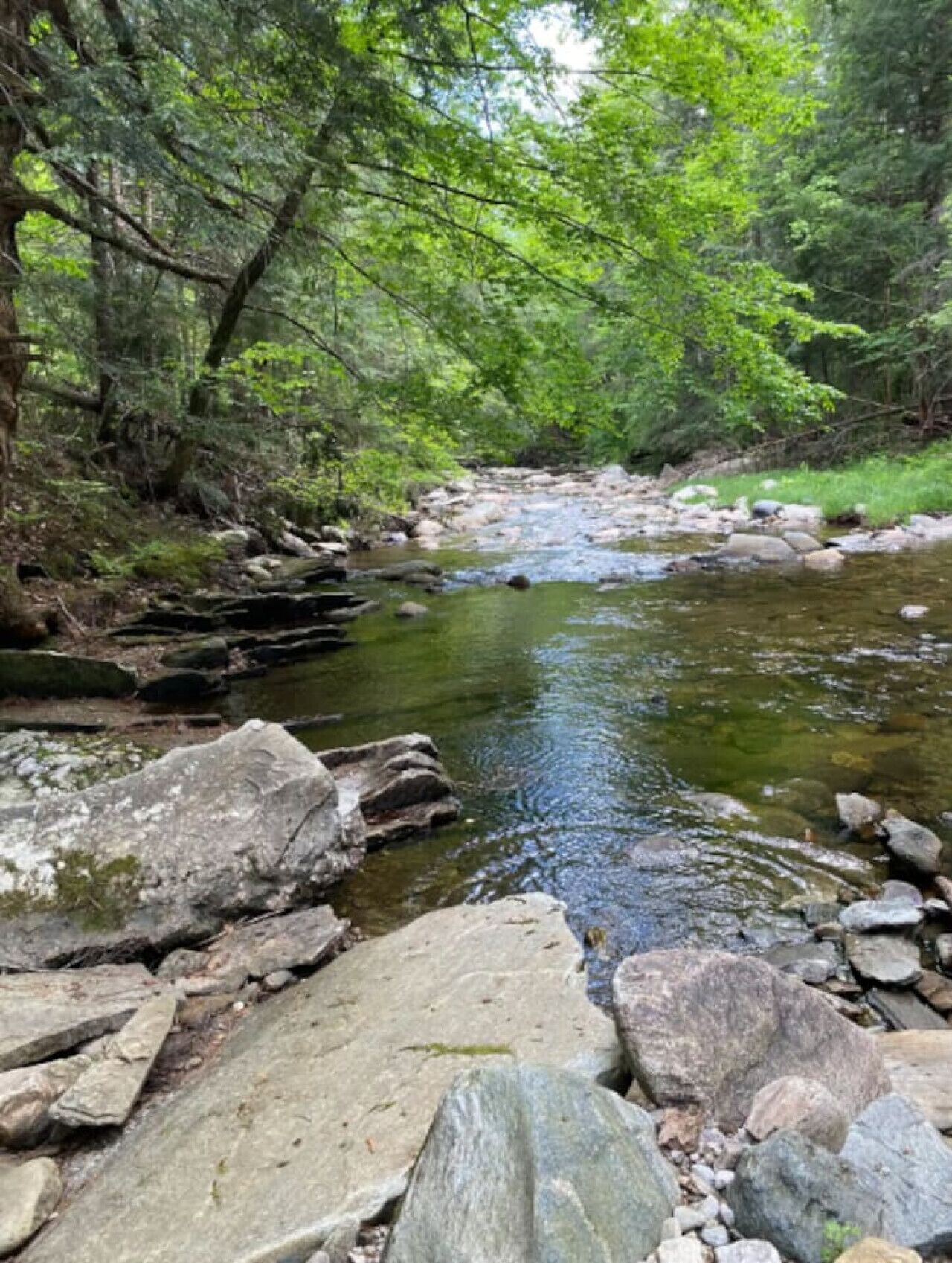 A natural stream with rocks and dense green foliage.
