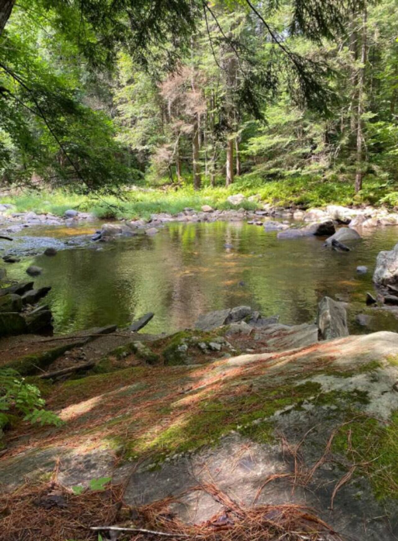 Une zone boisée avec un ruisseau paisible, des rochers et un sol recouvert de mousse.