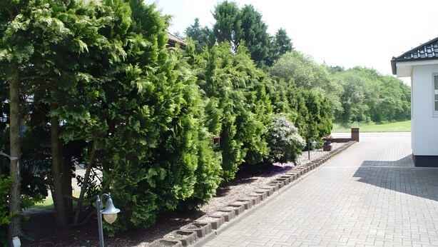 A paved pathway lined with neatly trimmed hedges and a lamp post.