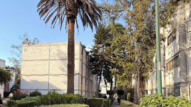 Un estrecho sendero urbano bordeado por setos bien cuidados y una palmera alta.