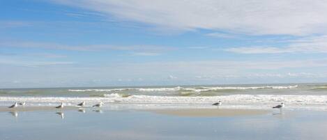 A beach with waves and seagulls.
