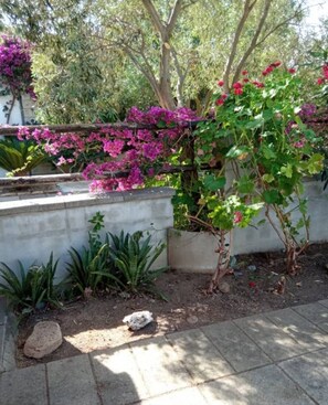 Een tuin met een betonnen muur, een boom en diverse planten.