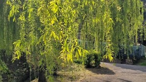 Ein Garten mit Baum, Pflasterfläche und Steinmauer.