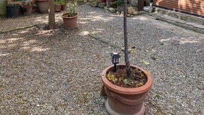 Ein Innenhof mit einem kleinen Baum in einem Terrakottatopf, einer Treppe und Kübelpflanzen.