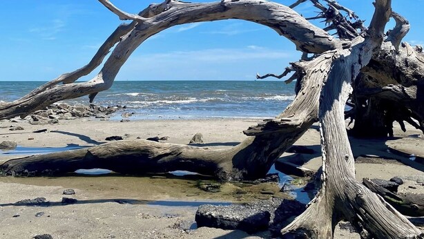 Un albero secco su una spiaggia, con cielo sereno.
