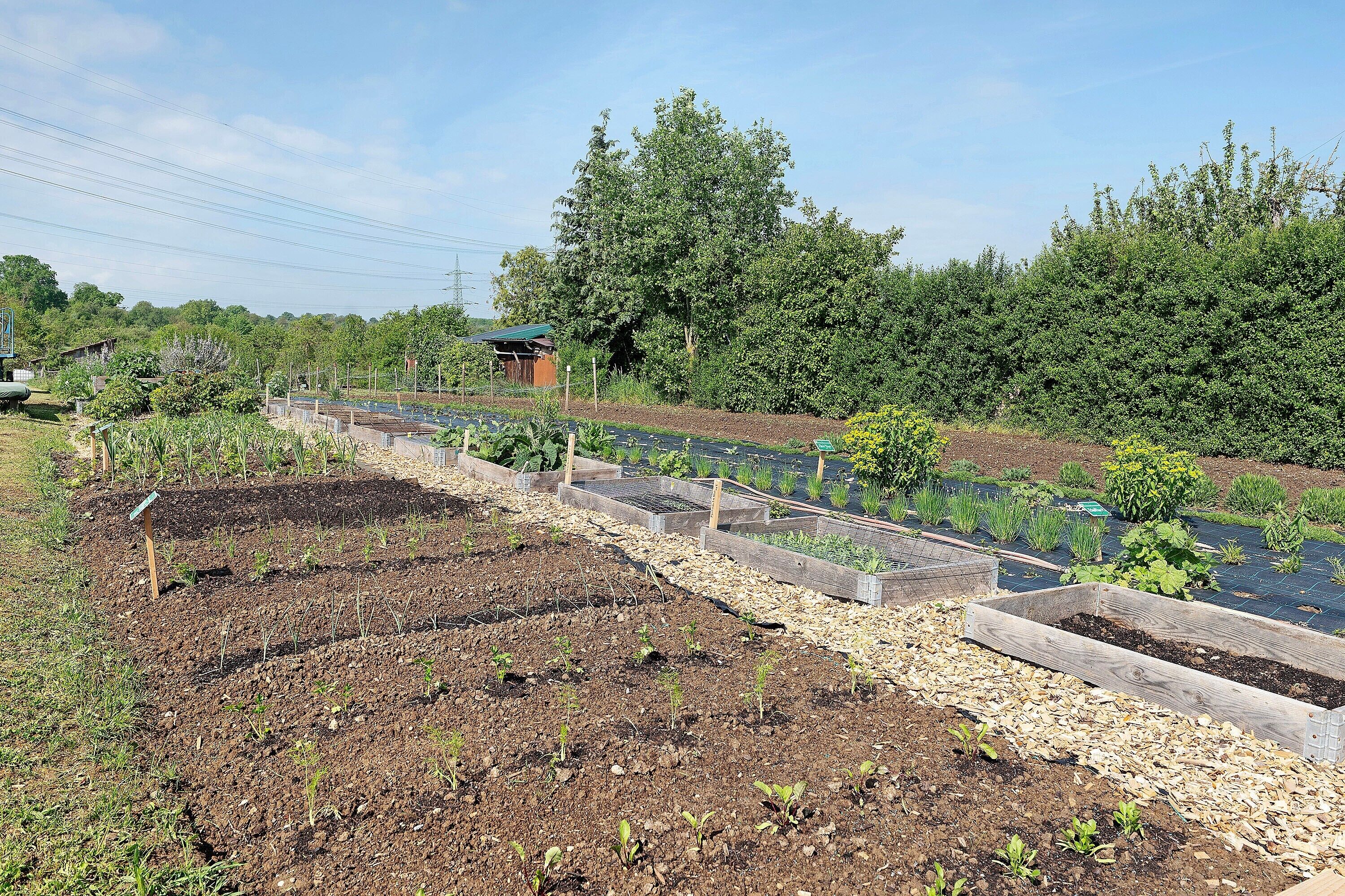 A garden with raised beds, a small structure, and a variety of plants.