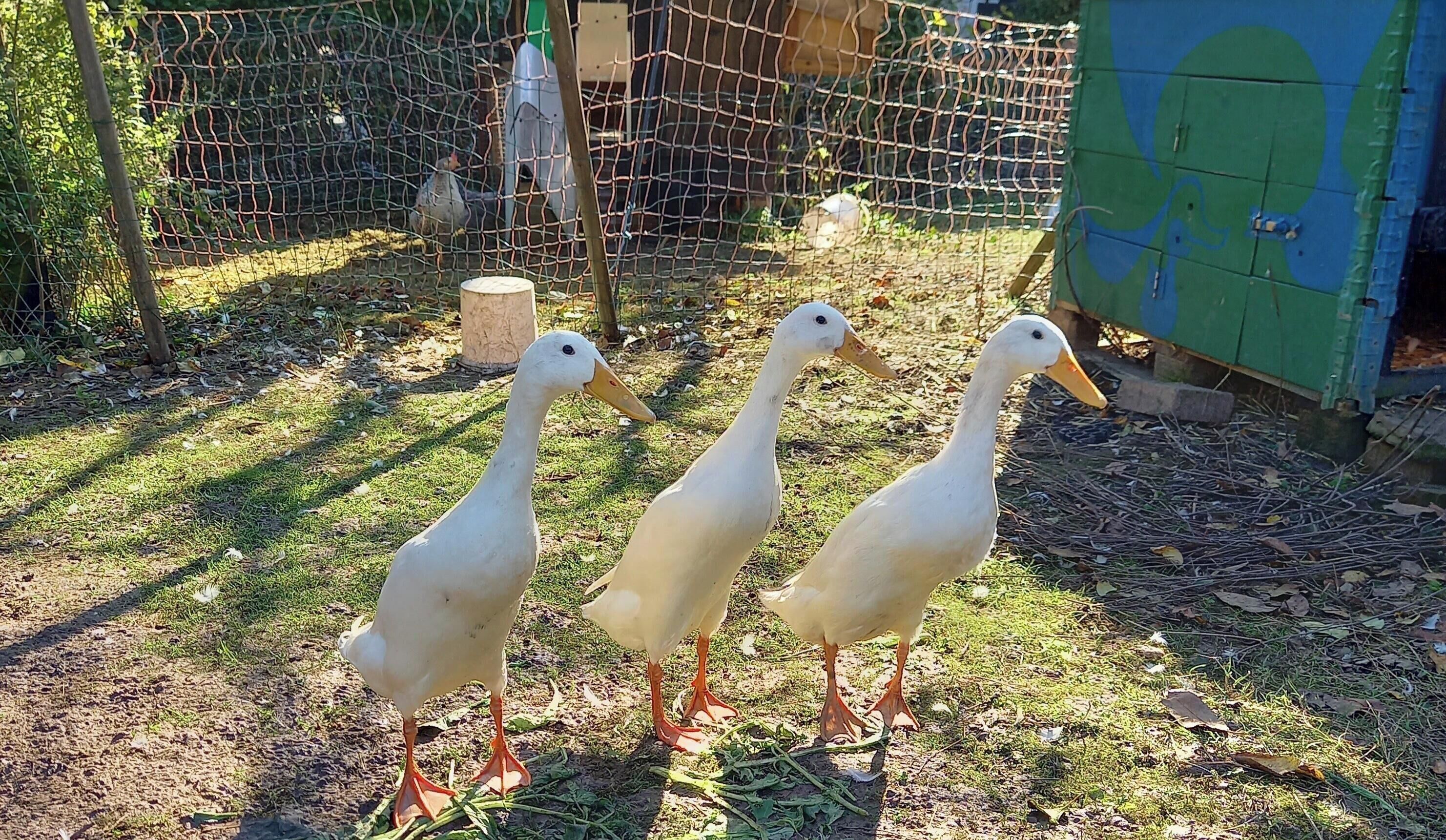 Three white ducks standing on grass in a fenced area with a green structure in the background.