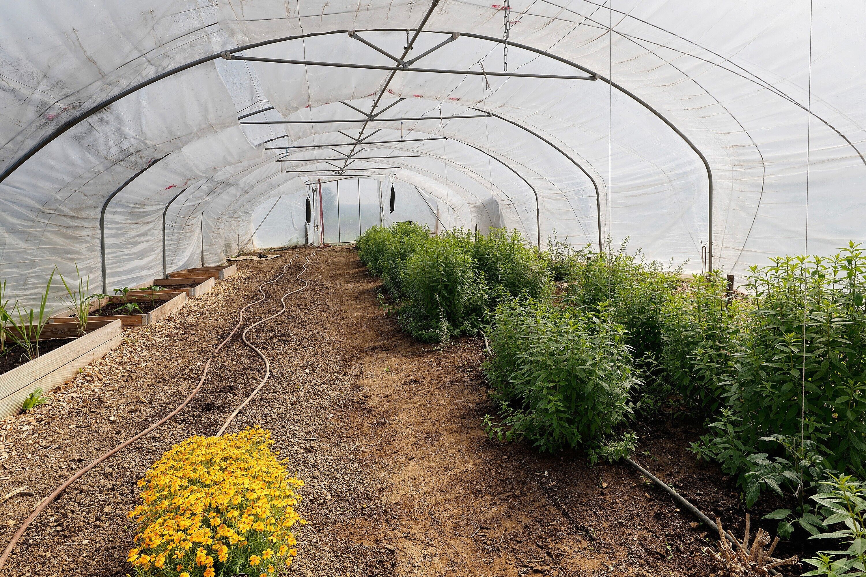 A greenhouse with rows of plants, a dirt path, and a white covering.