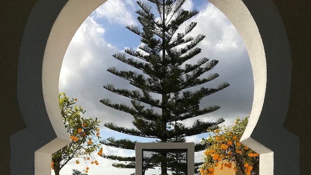 Vista da piscina com uma grande árvore, duas plantas em vasos e céu claro.
