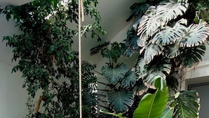 A wicker hanging chair with cushions, a large leafy plant, and a white wall in the background.