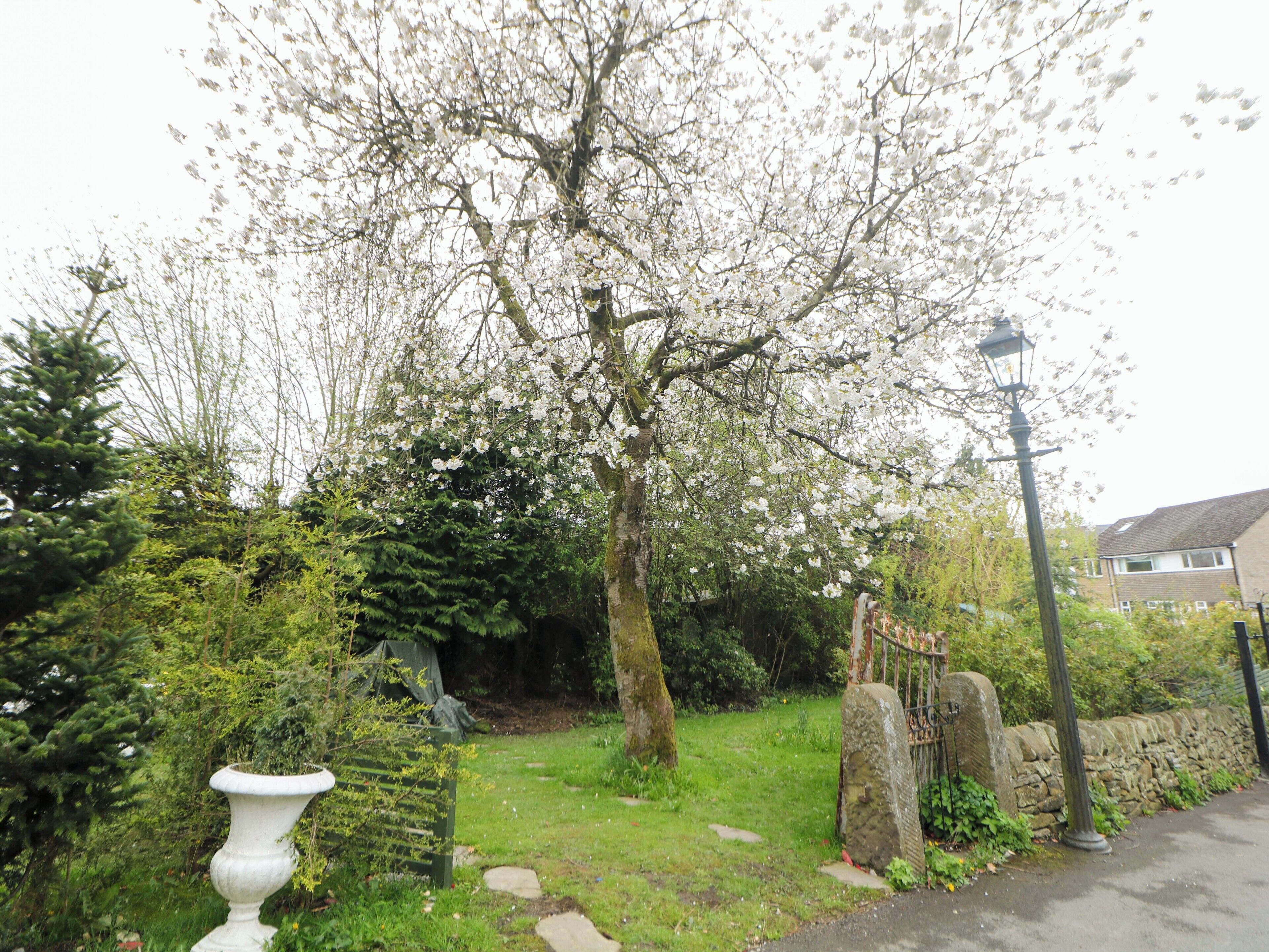 A garden with a large flowering tree, a stone wall, and a lamp post.