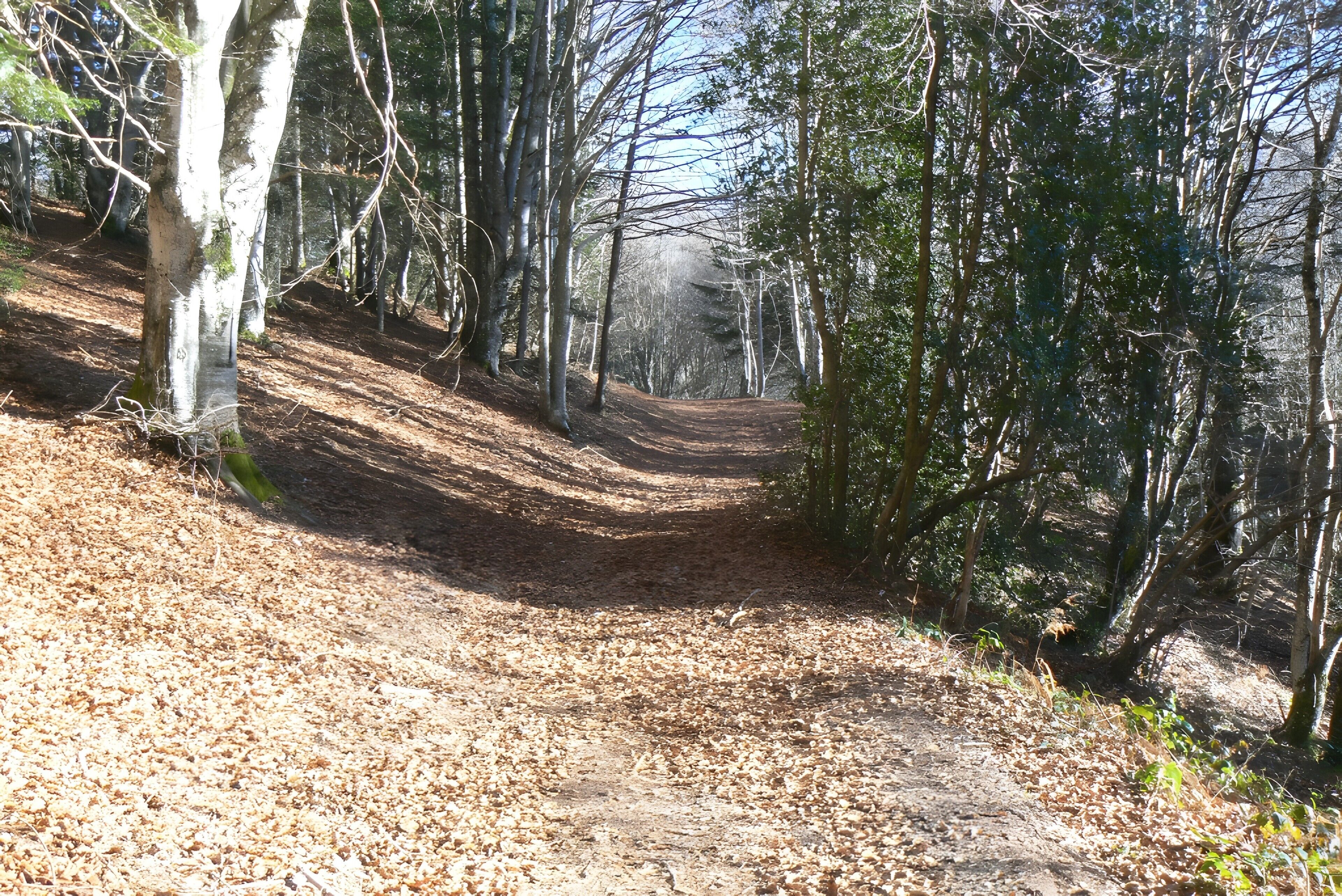 Un área boscosa con un sendero de tierra.