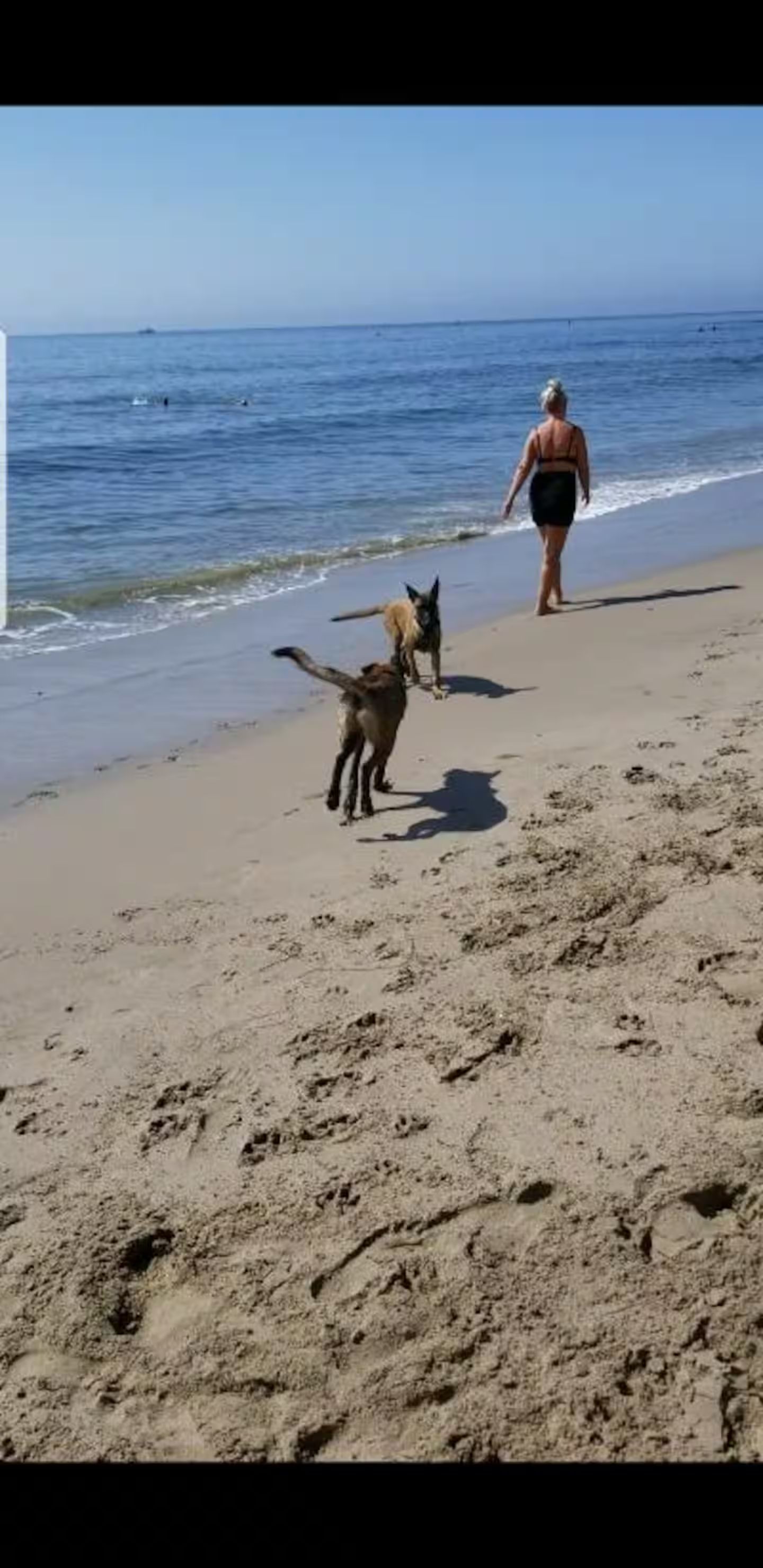 A beach with footprints leading to the water, a person walking, and two dogs.