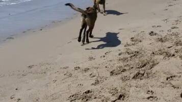 A beach with footprints leading to the water, a person walking, and two dogs.