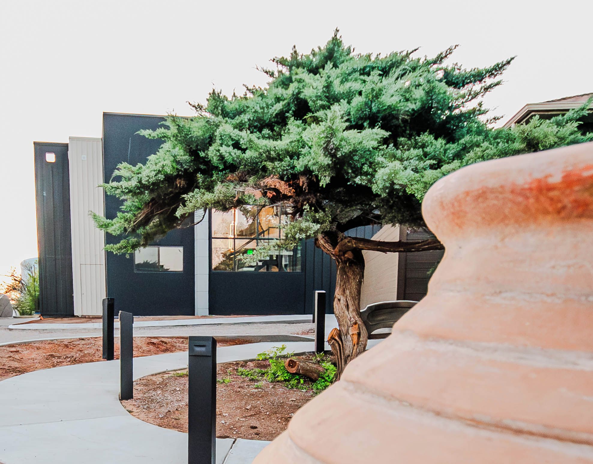 A bonsai tree in a pot, a modern building with a dark facade, and a clear sky.