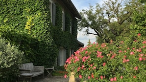 A garden with a bench, a rose bush, and a building with ivy.