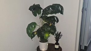 Una planta en maceta sobre un taburete de madera en un rincón, con una pared blanca y una puerta al fondo.