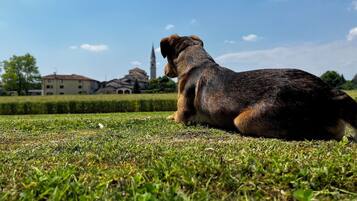 A dog sitting on grass with a building and a tower in the background.