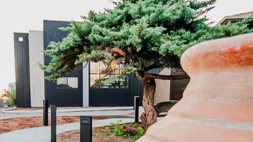 A modern building with a large tree in the foreground, a pathway, and a planter with a large pot.