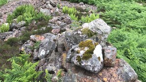 A rocky terrain with ferns and a distant view of a valley with buildings.