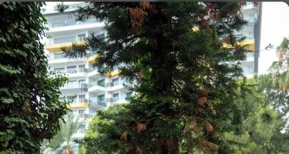 Green Peace Hotel Alanya