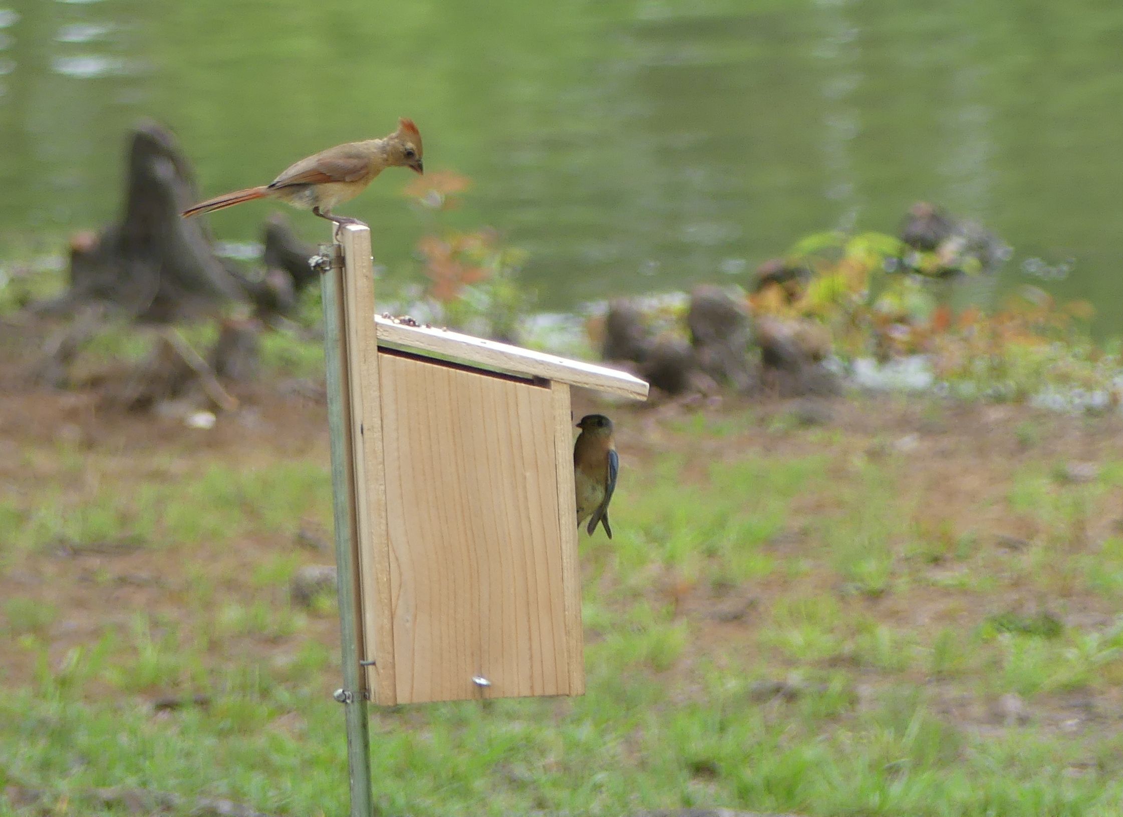 A bird feeder with a bird perched on top and another on the side.