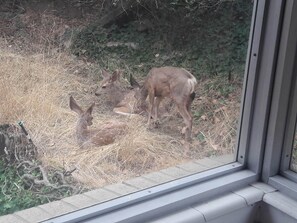A window view of a natural setting with dry grass and a deer. - Beautiful Mountain Getaway Near Cottonwood Canyons (Sandy)