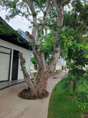 A tree with a unique trunk structure, a paved walkway, and a building with a white facade and black shutters. - House in Mezcales near Vallarta (Mezcales)