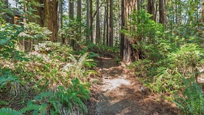 A forest trail with dense ferns and tall trees.